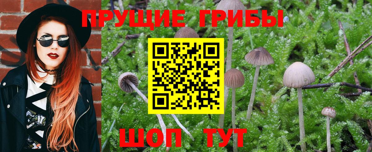 Псилоцибиновые грибы Psilocybine cubensis Хабаровск